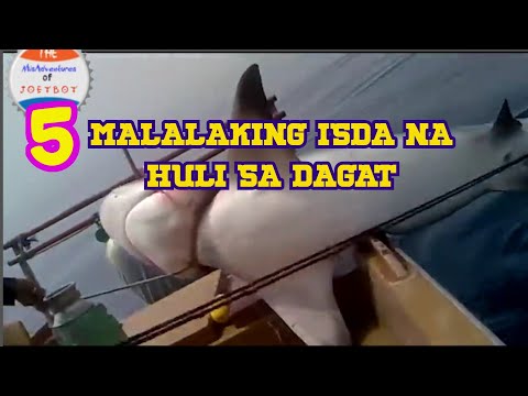 Video: Mga Tampok Ng Pangingisda Sa Mga Bilog - Paghabol Ng Maninila