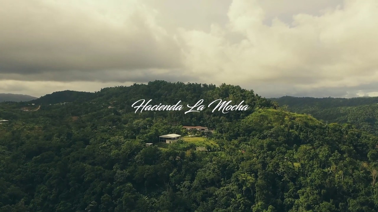 Coffee Charm at Hacienda La Mocha in Ponce, PR YouTube