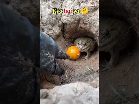 اوعى تقرب من بيض الضفادع احسن يحصل لك زي