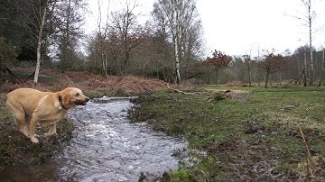 The effect of a fast shutter speed when shooting video