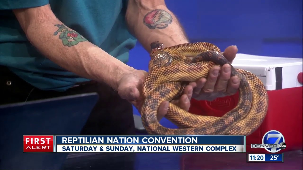 Reptilian Nation Expo in Denver this weekend - YouTube