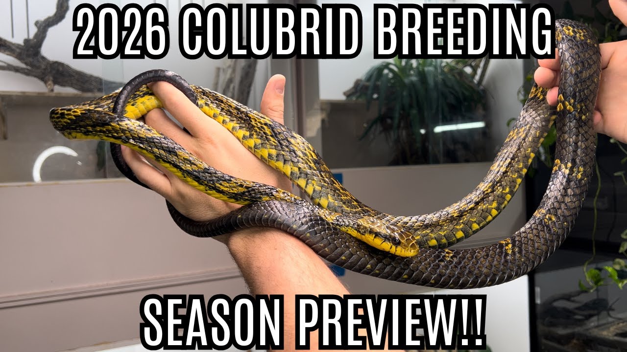 Предварительный обзор сезона размножения ужеобразных 2026 года | Спилоты и питуофы