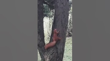 Pair of squirrels play in the forest, on a tree