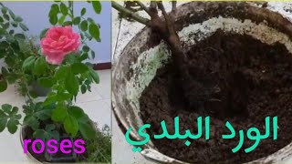 زراعه الورد البلدي      ...rose flower