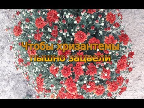 Бейне: Хризантеманы қалай таратуға болады? Хризантемалардың көбеюі мен тамырлануы. Сіз оны қалай орналастырасыз?