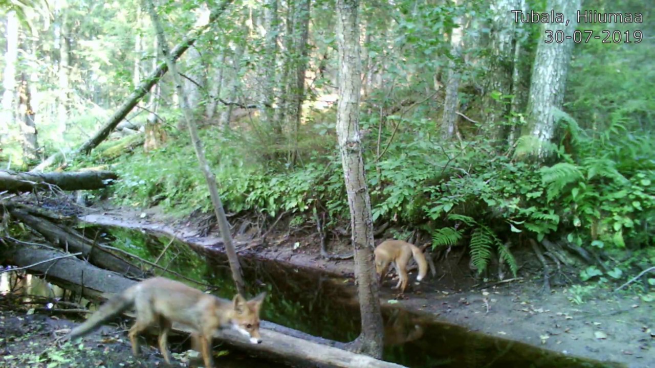 Rebane Rebane / Vulpes vulpes / Red fox - YouTube