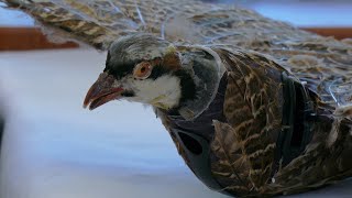 New Mexico researchers develop taxidermy bird drones