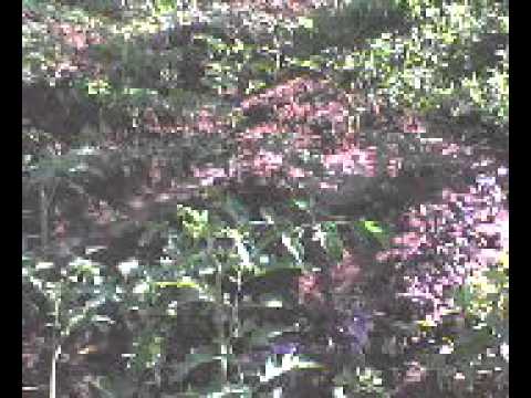 მიყვარდა სიცოცხლე და ქეთი