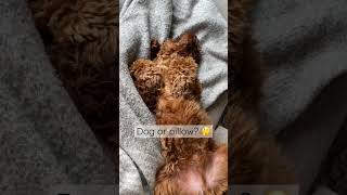 Is it a dog or a pillow? #labradoodle #trending #sleep