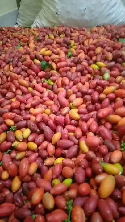 simerah tengkil mlino glowing