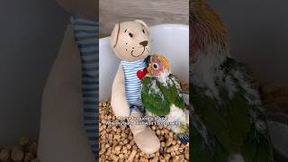 Why my baby bird parrot doesn’t stop crying? #loros #birds