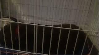 Update For Bella As Of November 25th.