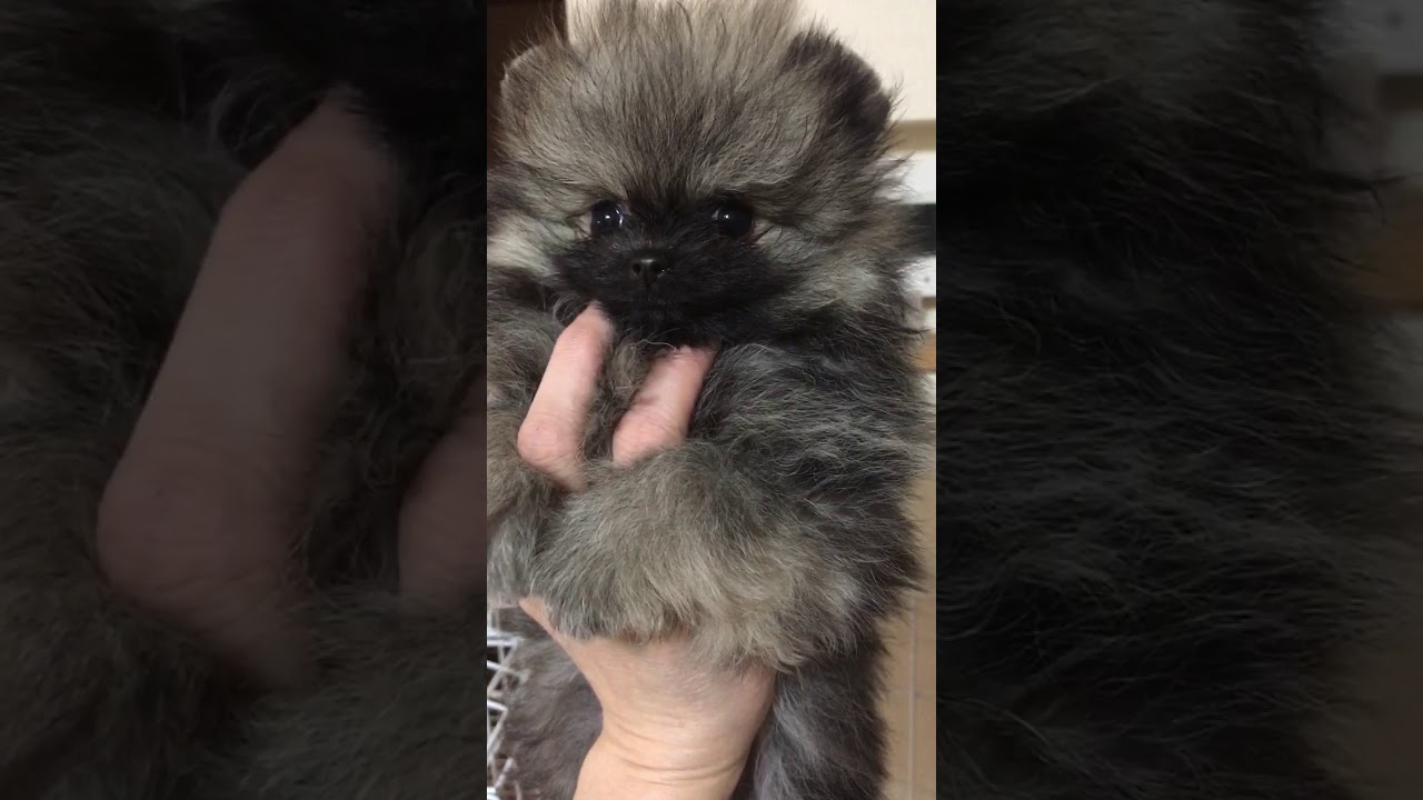 すべての動物の画像 Hd限定可愛い たぬき すべての動物の画像 Hd限定可愛い たぬき