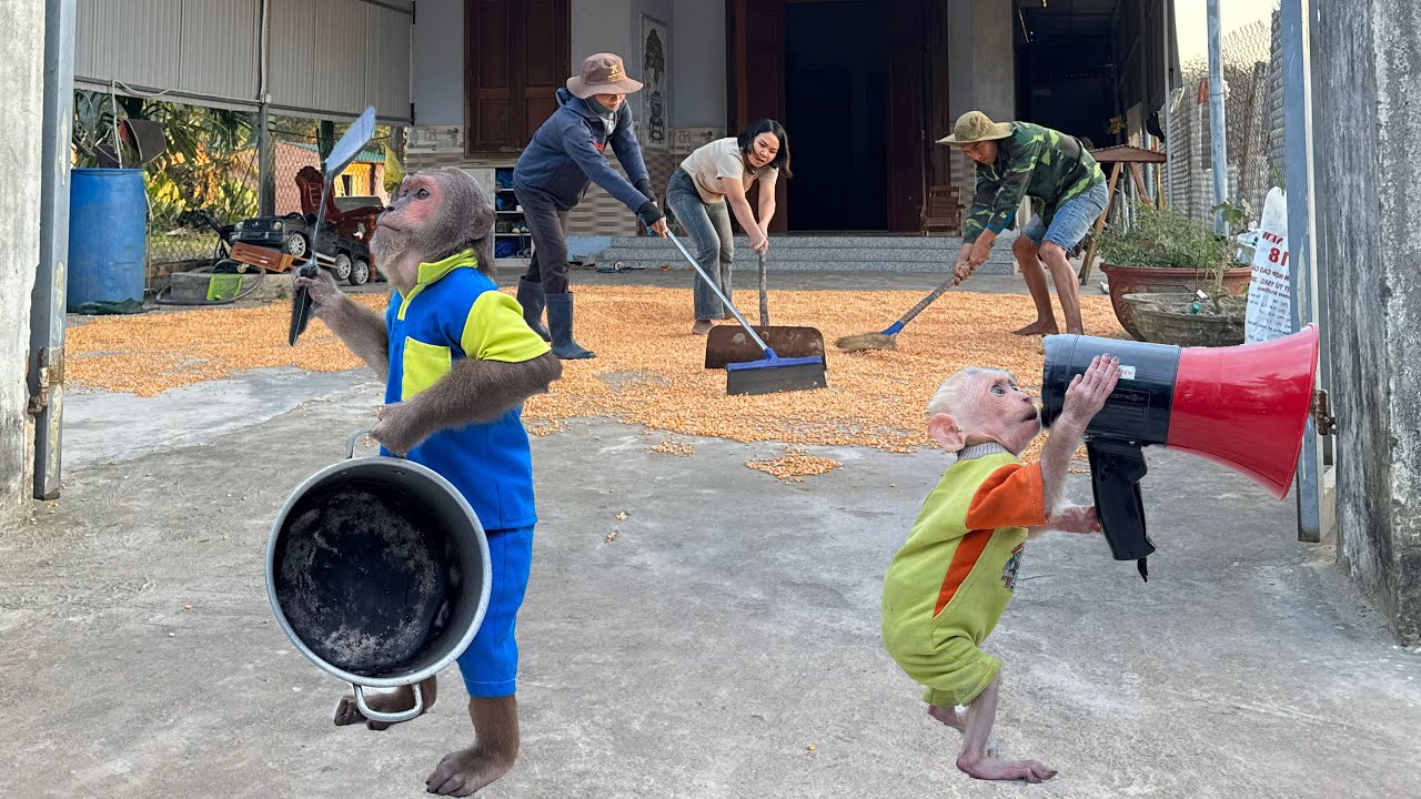 Funny Mix-Up! CUTIS Thought Rain Was Coming 🌩️| Asking Neighbors to Gather the Corn & the Ending 😂