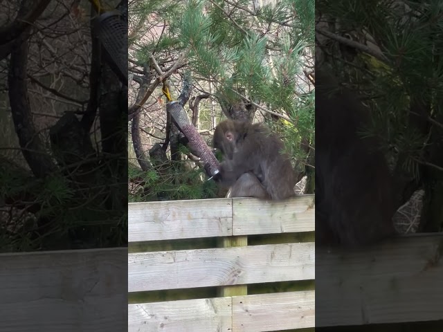 Monkey Eats From Bird Feeder After Escaping From Wildlife Park class=