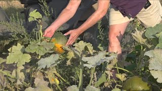 Drought take a toll on pumpkin crops