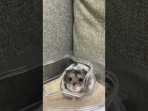 🐹💕💕✨✨🥰ꕤ˖⸝⸝₊˚