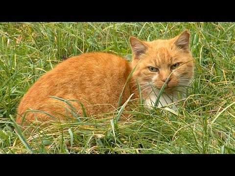 Video: Kitty Camper Van Hits visų pagrindų, kai ji ateina, kad ją išplauti