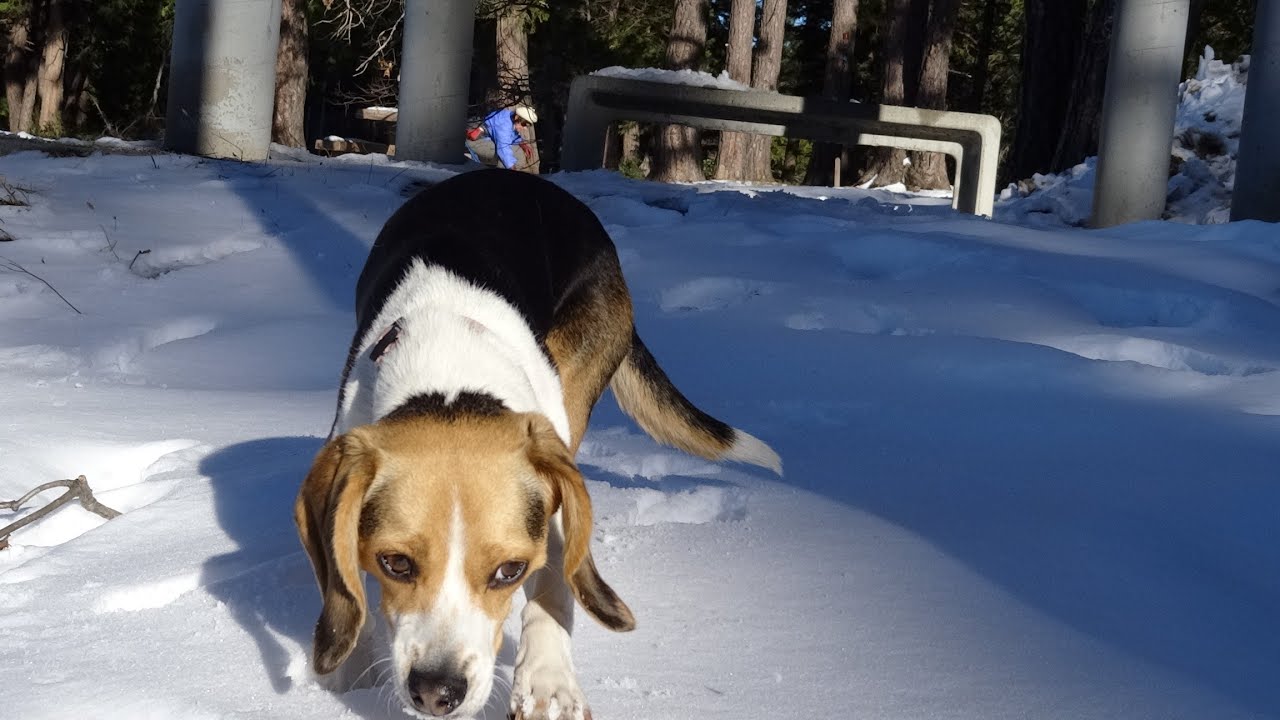 Video of Grass Valley Yuba City California Breeder In Snow Road Trip On to Old Cars & Volcano's