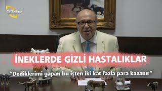 İneklerin Gizli Dertleri (Mastitis, Subklinik Ketozis/Asidoz, Hipokalsemi) - Dersimiz Hayvancılık