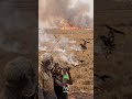 The Bird that literally start fires to catch food #wildlife #survival #shorts