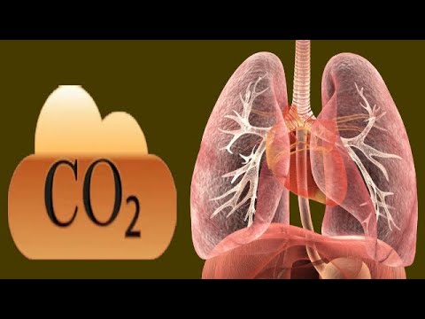 CO2 રક્ત પરીક્ષણ: તેનો અર્થ શું છે?