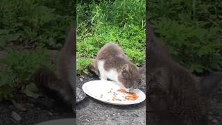 ボスが去った後のご飯を食べる野良猫のビビちゃん　Bibi, a stray cat eating cat food after the boss left
