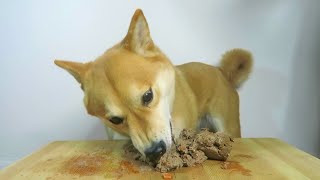 Dog tries Wet Food for the very first time. and INHALES it. by Haru the Shiba Inu 20,060 views 3 years ago 1 minute, 53 seconds