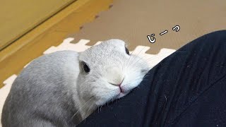 うさぎがなにか言いたげにじっと見つめてくる