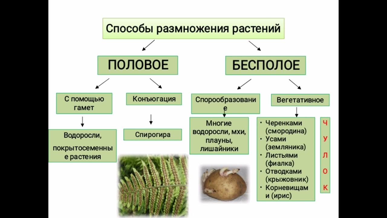 Как выглядит бесполое размножение растений