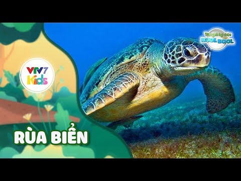 Video: Những chú rùa biển vui nhộn như vậy