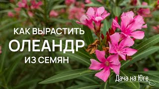 Дача на Юге - Как вырастить ОЛЕАНДР из семян