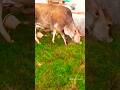Jai Gau Mata 🙏🙏/#shorts #cow #cowshorts #animalontheway #cowvideos #gaumata #gauseva #cowvideo #gaai
