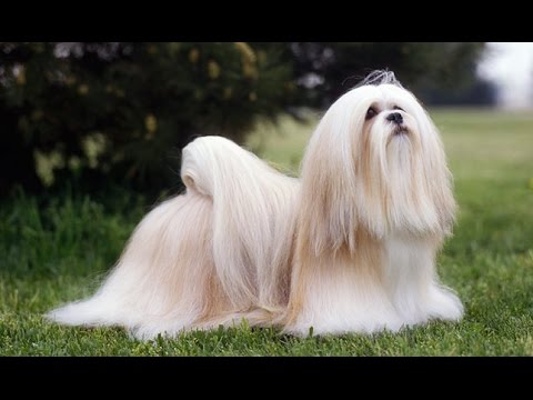 Lhasa Apso - Raza de Perro Lhasa Apso. Origen, Características, Alimentación, Cuidados y Curiosidades