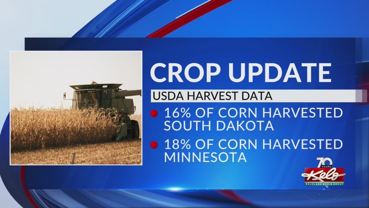 Corn, soybean harvest at or near 5year pace in region YouTube