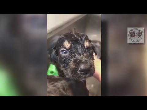 Videó: Texas tinédzserek gyorsan cselekednek az elhagyott haldokló kutya életének megmentéséért
