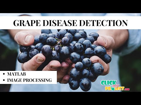 Matlab image Processing Projects - Grape Disease Detection - ClickMyProject