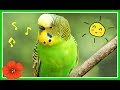 Красивое ПЕНИЕ попугая/Веселое ПЕНИЕ волнистого попугая/Singing budgies/зеленый попугайчикTV