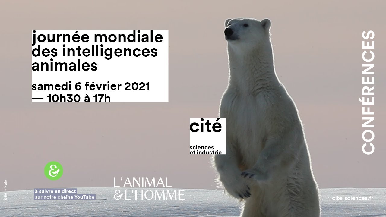 Résultat de recherche d'images pour "journée des intelligences animales"