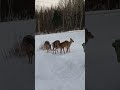 Hungry New Brunswick deer come for a visit