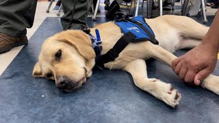 'Mutts With A Mission' dog donated to Virginia school to help students, staff