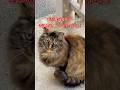 ゴージャスさんの朝ごはん🍚#cat#short#ねこ#日本猫#japan#猫のいる暮らし#野良猫#猫#猫動画#癒し#おすすめ#おもしろ#ショート#日本猫#ごはん#猫パンチ