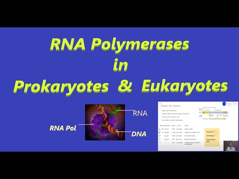 RNA پلیمراز || RNA پروکاریوتی pol || RNA یوکاریوتی pol