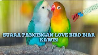 suara love bird kawin untuk pancingan birahi dan mau bertelur