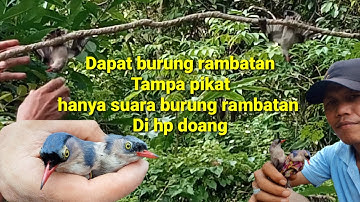 mikat burung rambatan cuman pakai suwara MP3 saja