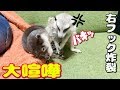 カワウソとミーアキャットが大喧嘩！その結果は？！【しゃもじ】【モナカ】