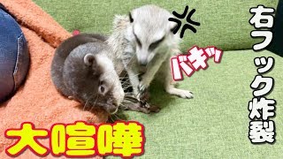 カワウソとミーアキャットが大喧嘩！その結果は？！【しゃもじ】【モナカ】