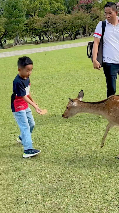 How come Keizo can feed deer without throwing it⁉️