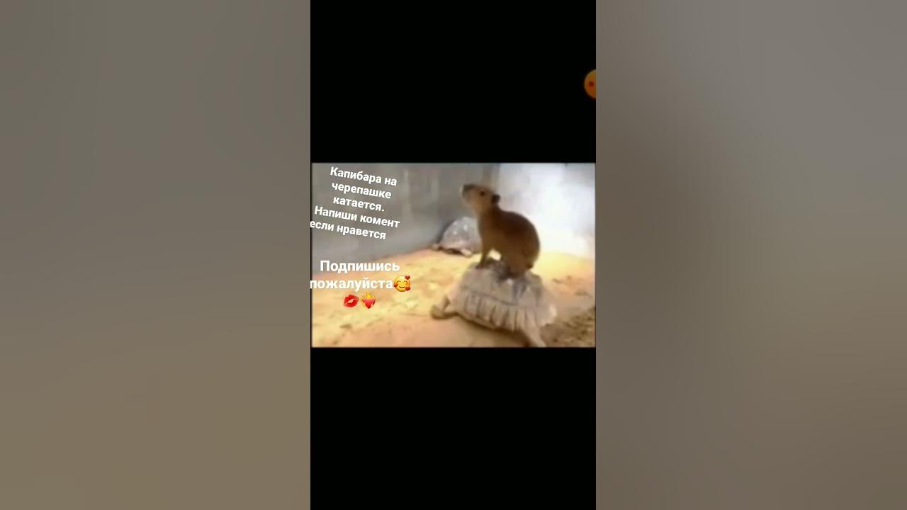 капибара какпибара! капибара капибара капибара какибара - YouTube
