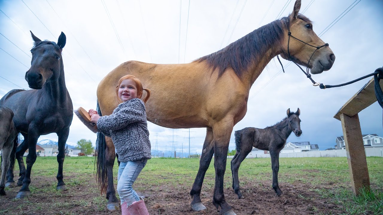 spirit baby horse